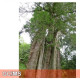 Taiwan Red Cypress 台灣紅檜 Taiwan Red Cypress 台灣紅檜